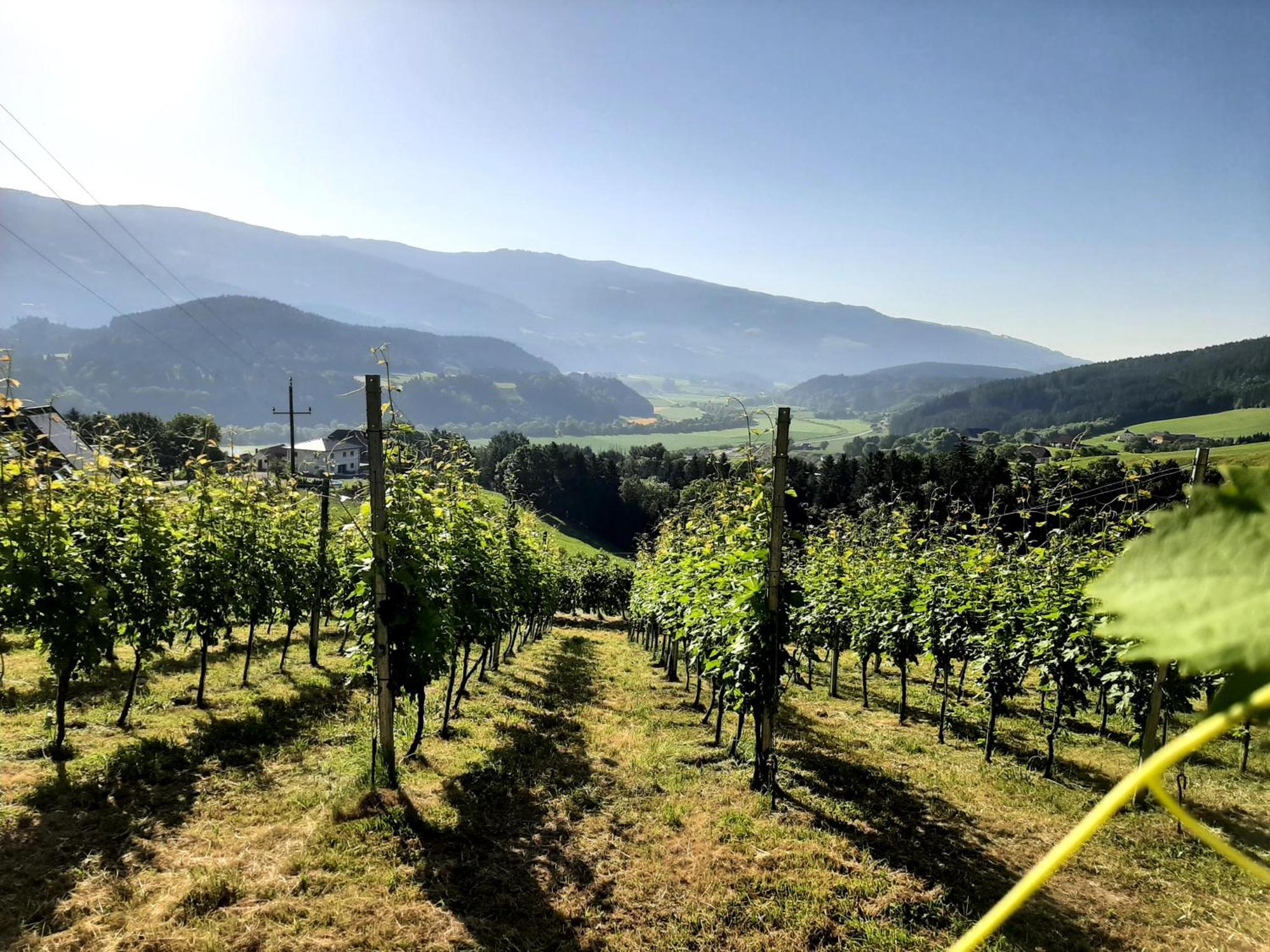 Ferienwohnung Auszeit am Weinhof Loschental Exterior foto